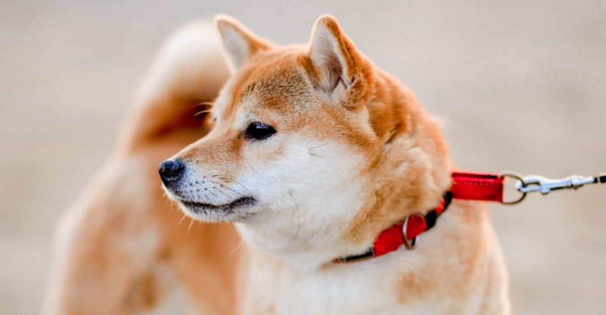 A calm, thoughtful approach helps these dog breeds stand out 1 featured image 1bdc8ab30165