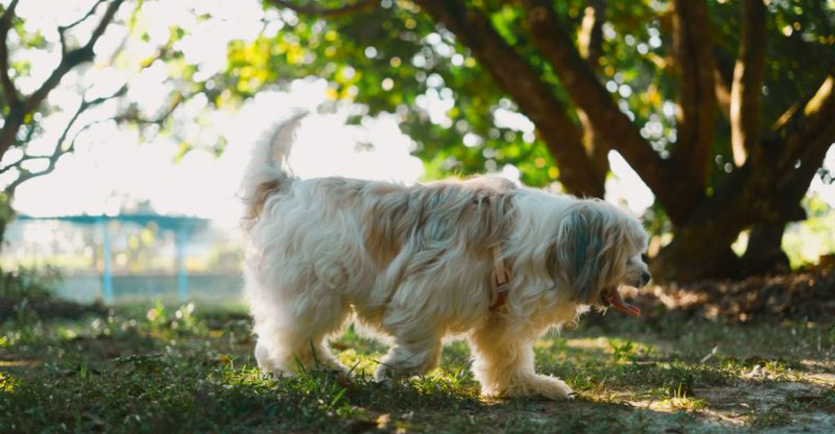 Life doesn't always follow a schedule - and these dog breeds seem perfectly fine with that 1 featured image 1ca6660dca17