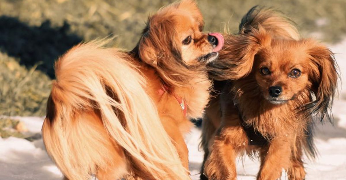 If you want more time enjoying your dog than trying to keep up with it, these breeds are worth exploring 1 featured image 2615f8371c75