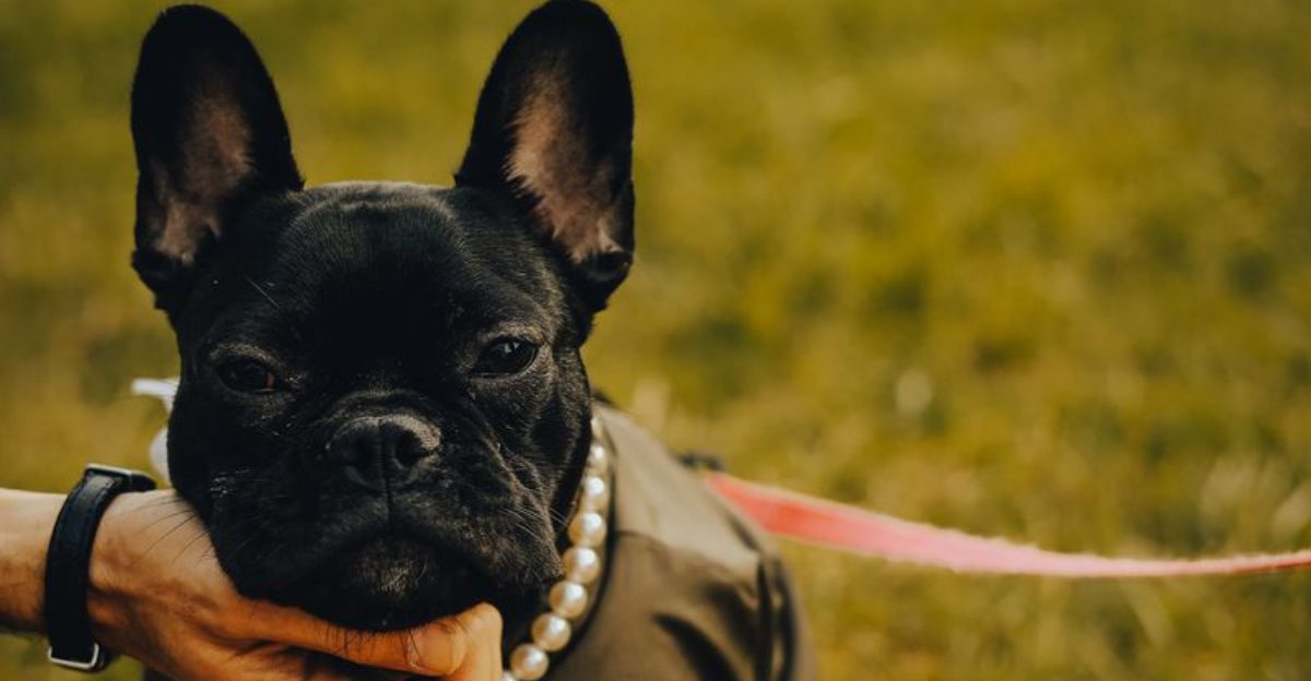 Cancel the entertainment - These dog breeds can turn an ordinary Tuesday into a comedy show 1 featured image 26b1859ce136 3c4ae623900e