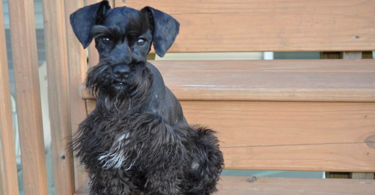 They may be closer to the floor - but these dog breeds are never short on personality 1 featured image 28b07800b2c4 158cf8cf3ee9