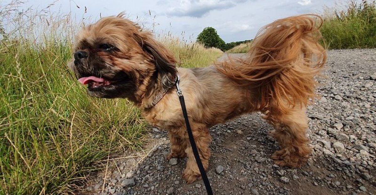 Looking for a champion nap partner? These dog breeds have impressive credentials 1 featured image 2db1a699b211 f46ae64e6bbc