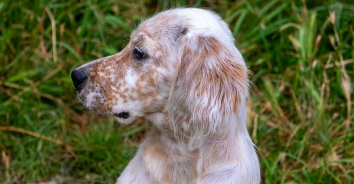 The strongest relationships aren't always the clingiest - and these 11 dog breeds prove it 1 featured image 2f40c8a7775b