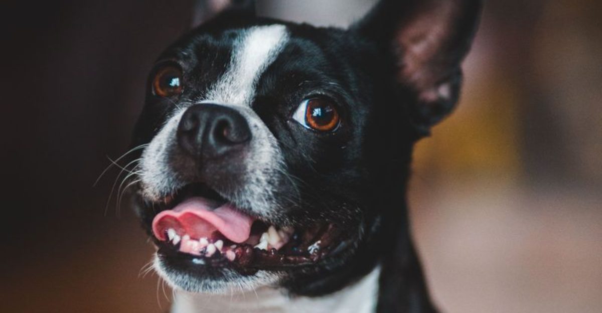 The best dog for everyday life may be the one that doesn't demand your entire lifestyle change 1 featured image 30b40a7fd498 922ab2d49c79