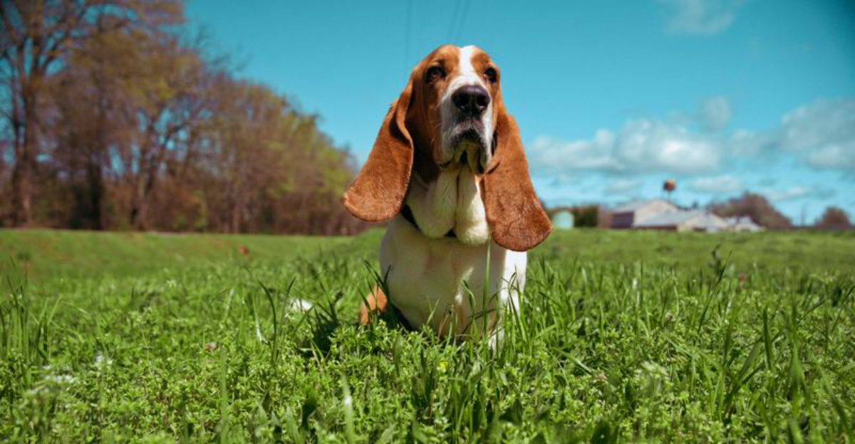 Your lifestyle may matter more than your favorite breed - these dogs show why 1 featured image 3156bda59b3f da76934daa16