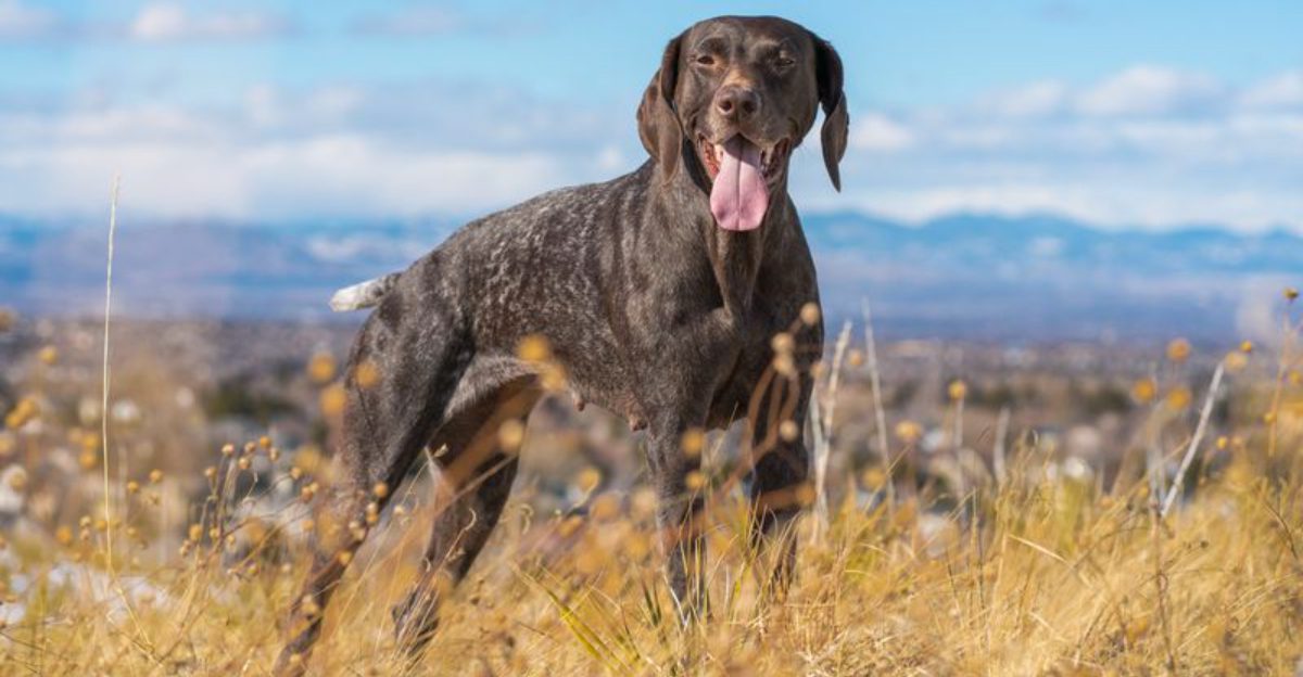 These hardworking dog breeds were built for more than casual exercise 1 featured image 31b086d8c405