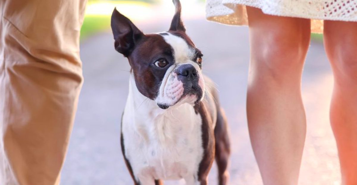 These dog breeds prove canine cuteness comes in far more forms than fluffy puppies 1 featured image 338a8bf964cf 31375e8b2807