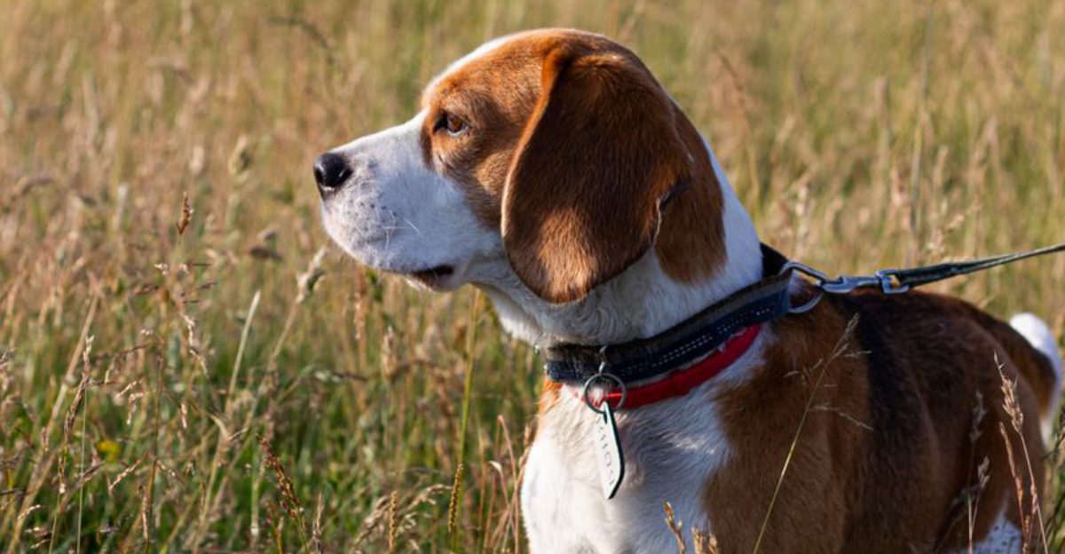 Living with these dog breeds often feels easier because they rarely resist the little things 1 featured image 347033d83c32