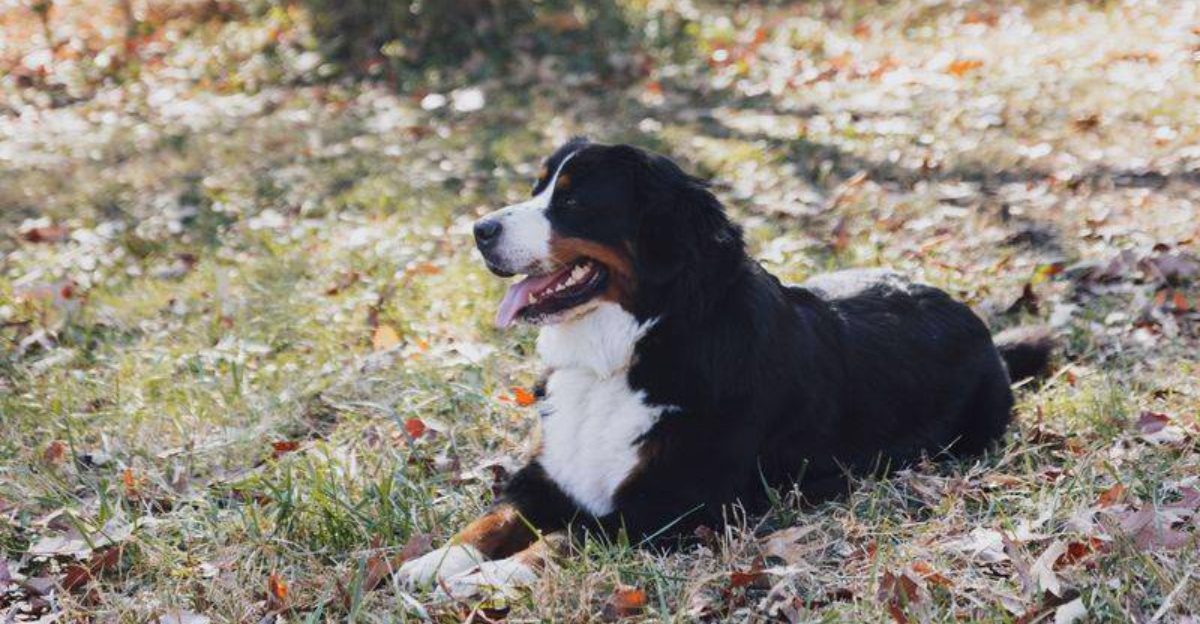 Not every dog needs constant excitement to be happy - and these breeds prove it 1 featured image 3881fd72f035