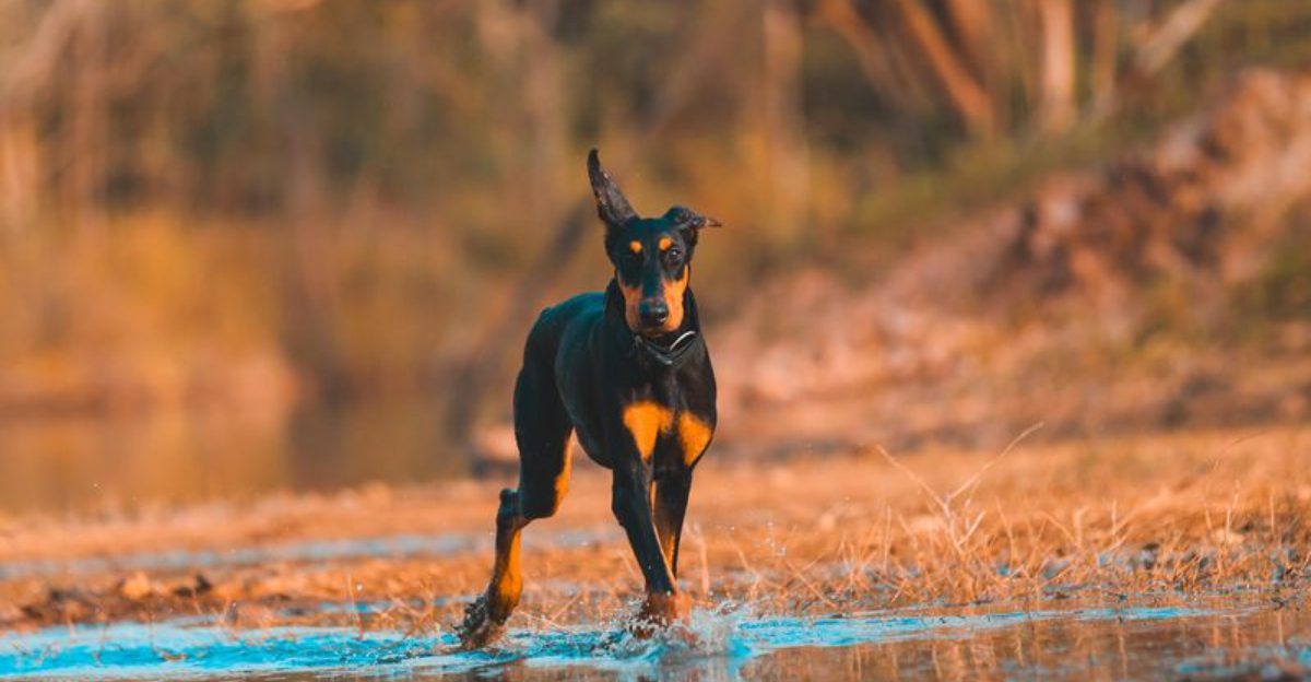 Behind the imposing appearance of these dog breeds is serious working-dog athleticism 1 featured image 3ed57cd47d7b 9608317282a0