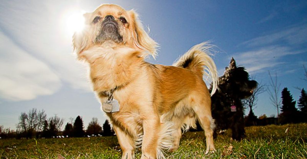 Some dog breeds don't fill the room with excitement - they fill it with reassurance 1 featured image 4613dc4c6767