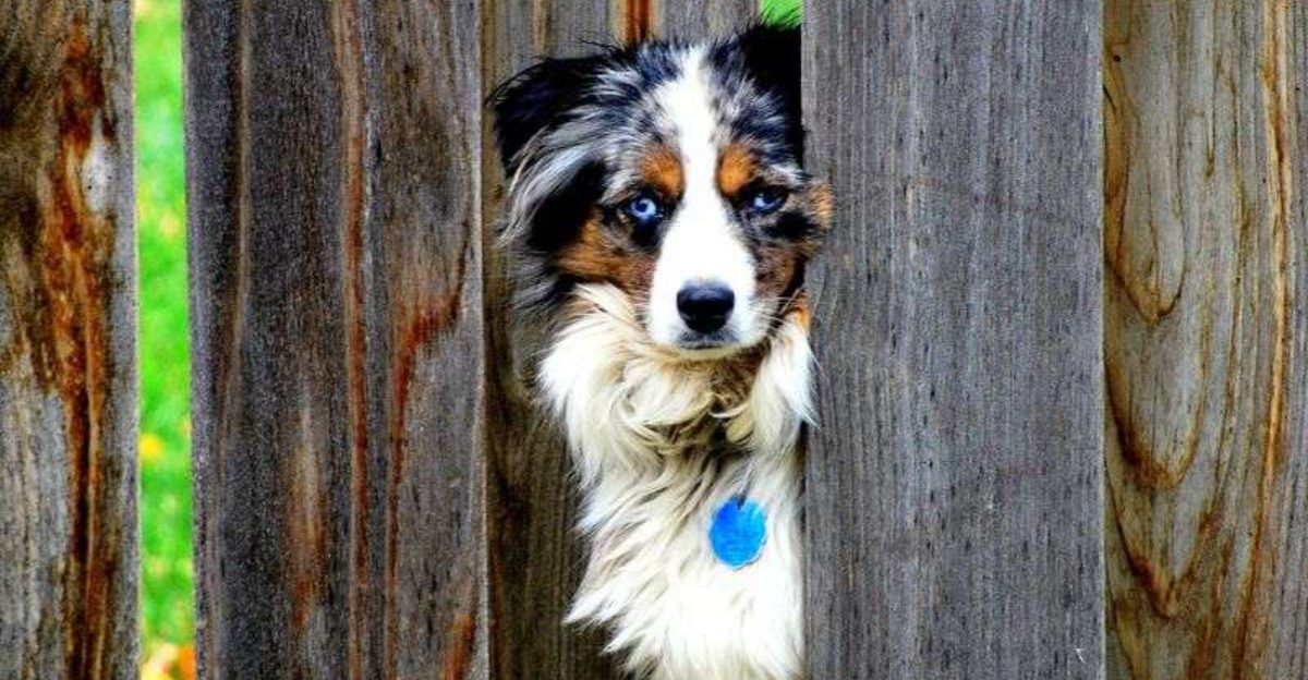 The dog breeds most affected when you're away 1 featured image 49be62845a14