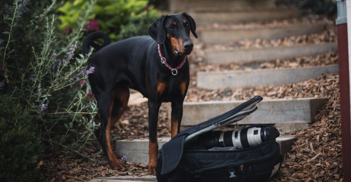 Point the camera at these dog breeds and half the work already seems done 1 featured image 4a6408b2a347 ab1ee333f13e