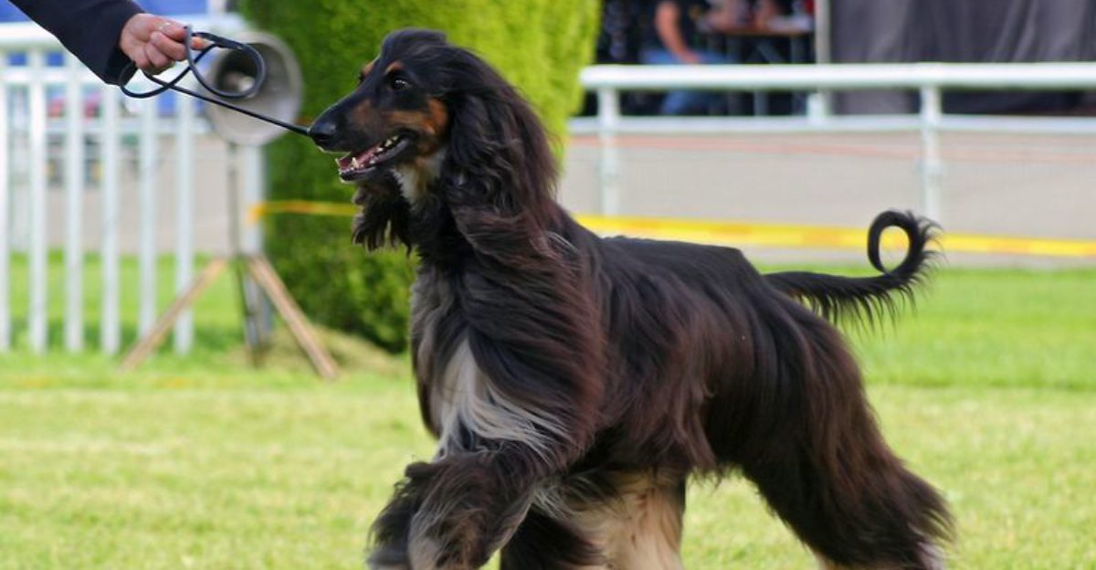 Some dogs turn heads - these unusual breeds make strangers ask what exactly they're looking at 1 featured image 4e93fc4c95a5 6d7f1d6f857e