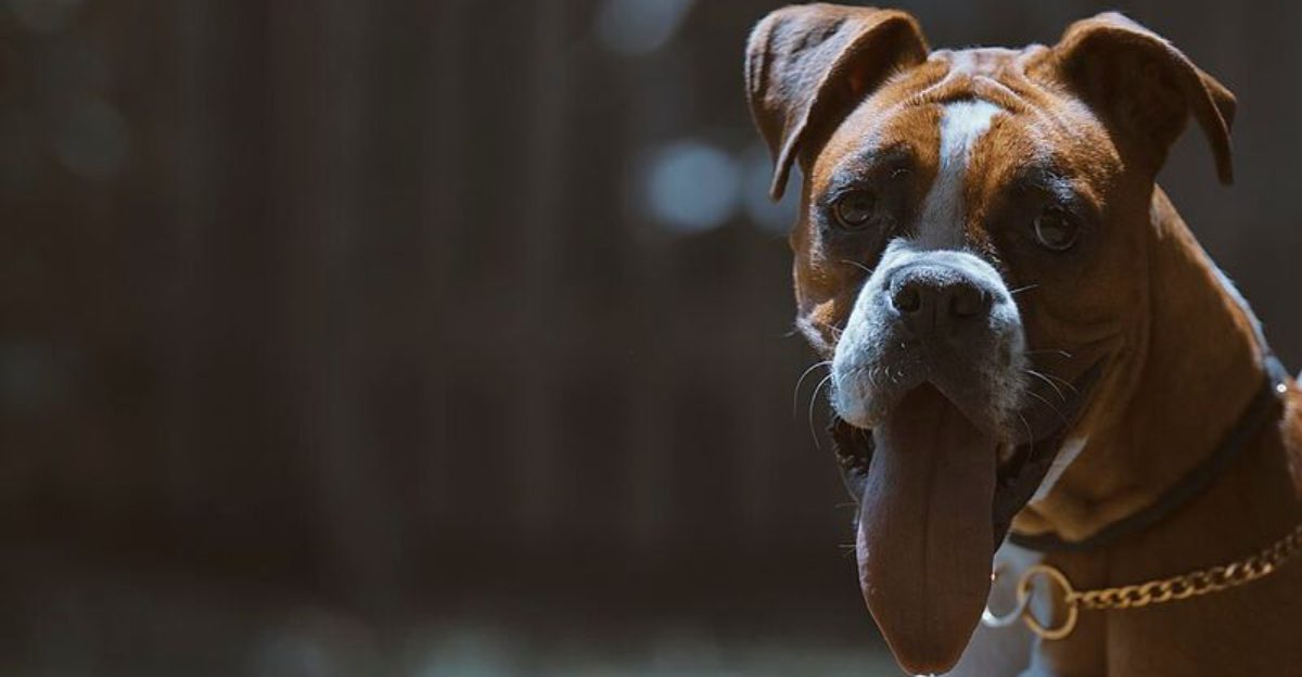 Looking for steady confidence instead of nonstop energy? Start with these dog breeds 1 featured image 4fc044c942fd 7217b684b0c9
