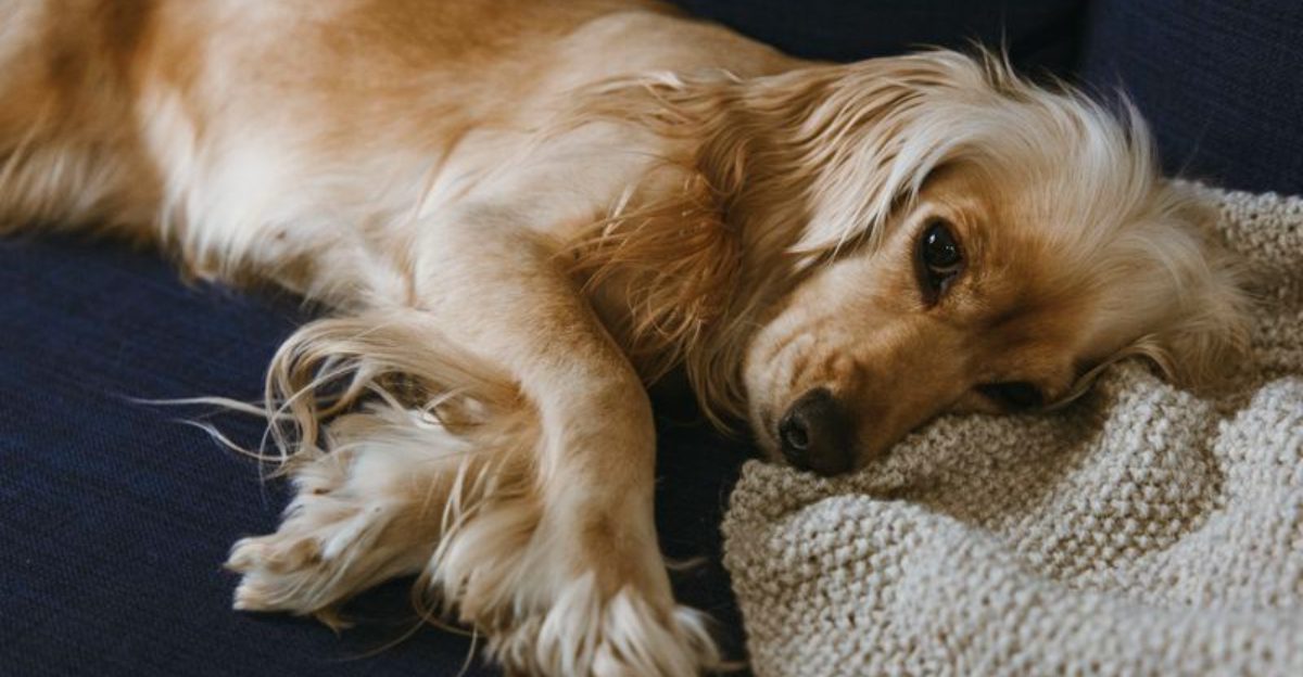 Your dog may dislike the car for reasons that are easier to fix than you think 1 featured image 518943b09a8f