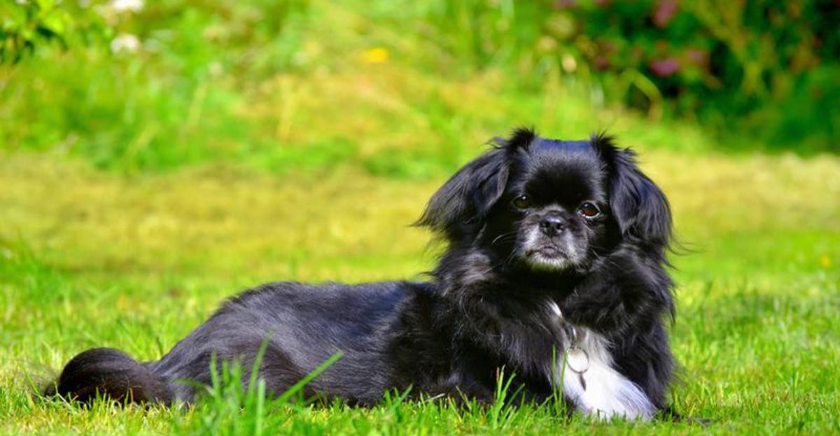 If harmony at home matters most, these dog breeds deserve your attention 1 featured image 5199a9b9ae8a