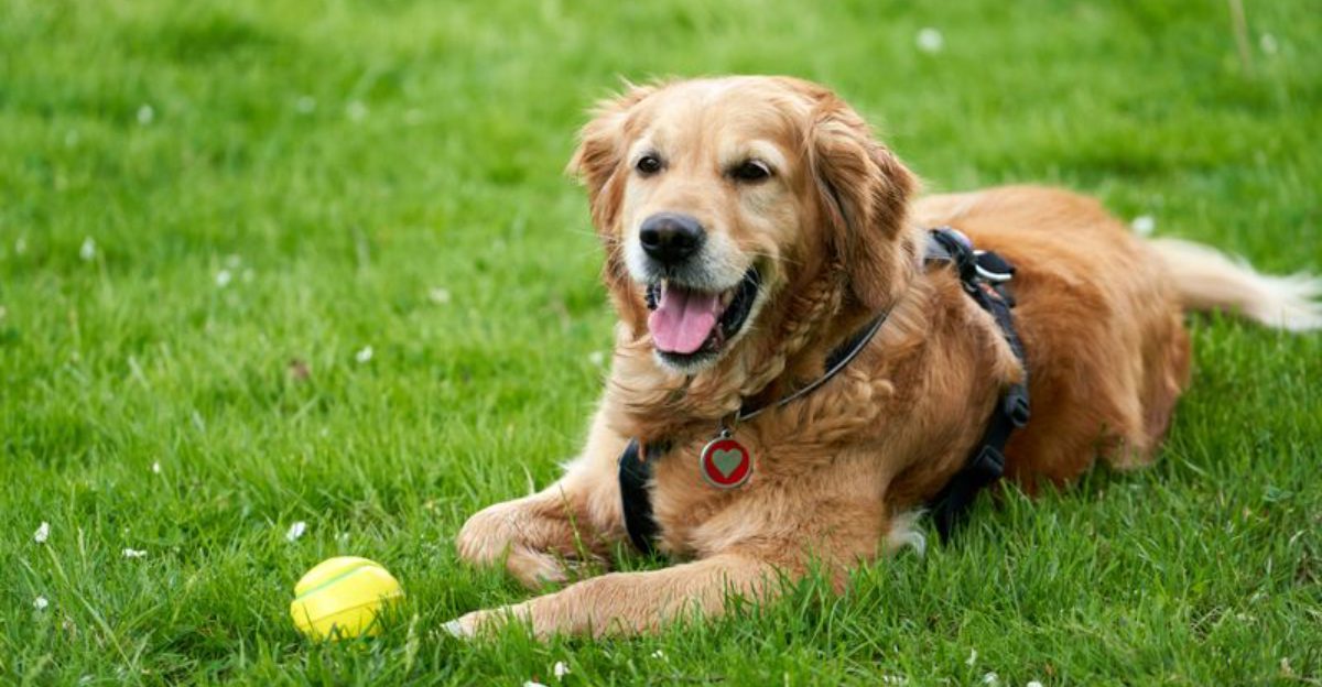 Bring one of these dog breeds home and being loved may become the least subtle part of your day 1 featured image 51f241b0bb90 a8756f14a7f8