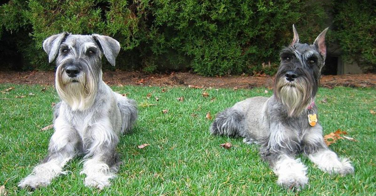 Some dog breeds look impressive - These companions prove themselves in ordinary life 1 featured image 53372ace170c 58ae49564c10