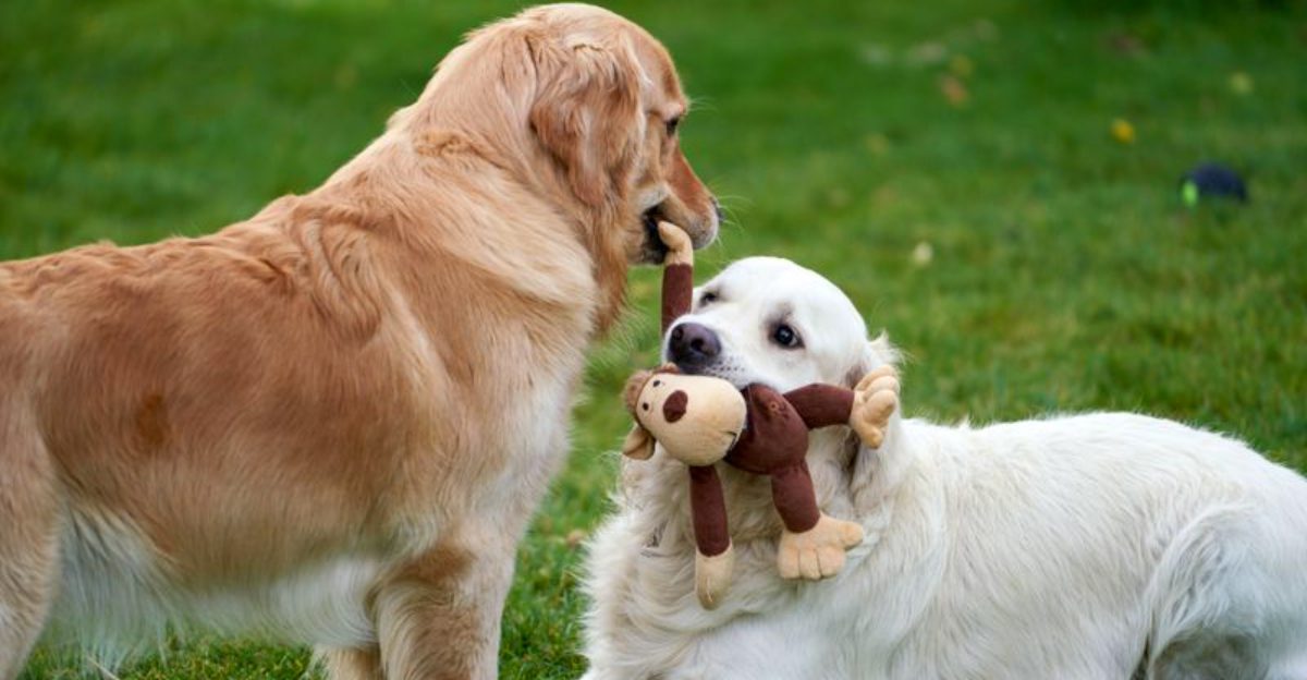 These 11 dog breeds have an uncanny talent for being exactly where they're needed most 1 featured image 567cc66e9944