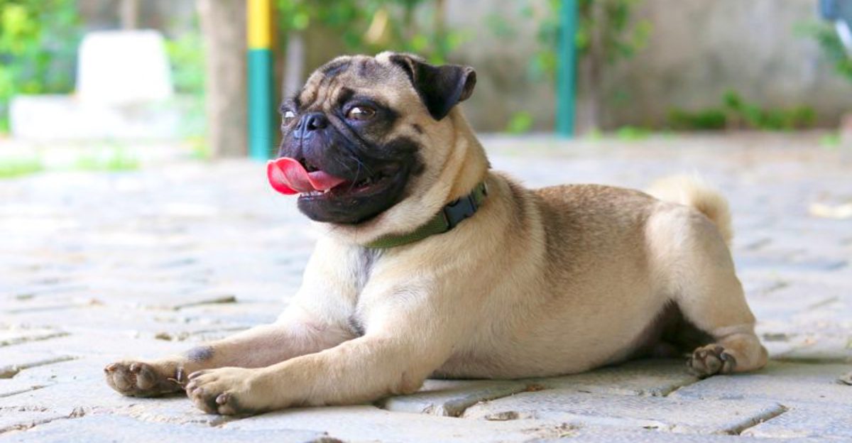 Some dogs check in occasionally - These breeds can turn staying nearby into part of the daily routine 1 featured image 58005def66af 9ece073c770e