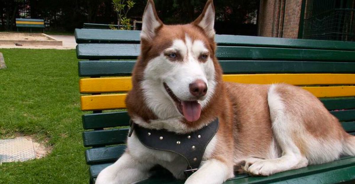 Before choosing these dog breeds, understand how much care actually comes with them 1 featured image 5829e281cd09 e129d8f46e33