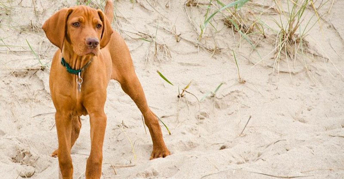 These 10 dog breeds fit naturally into an active - but not exhausting - lifestyle 1 featured image 599ebb679ef6