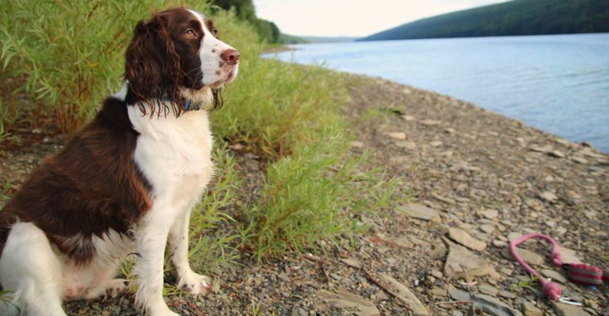 New surroundings rarely stop these adaptable dog breeds from finding their footing 1 featured image 638d4ccf8342 ac2e93c9d347
