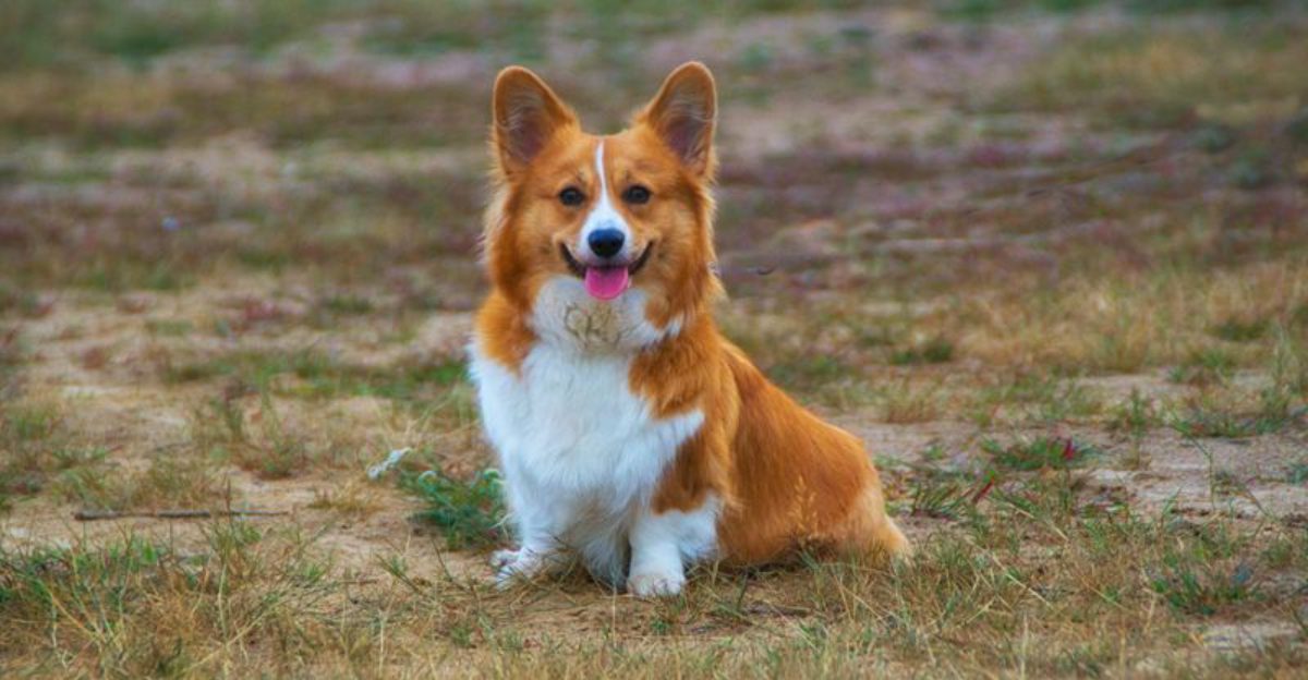 At some point you stop thinking of them as the dog - These breeds can simply become family 1 featured image 668f09e6b7b8 509705bb1270
