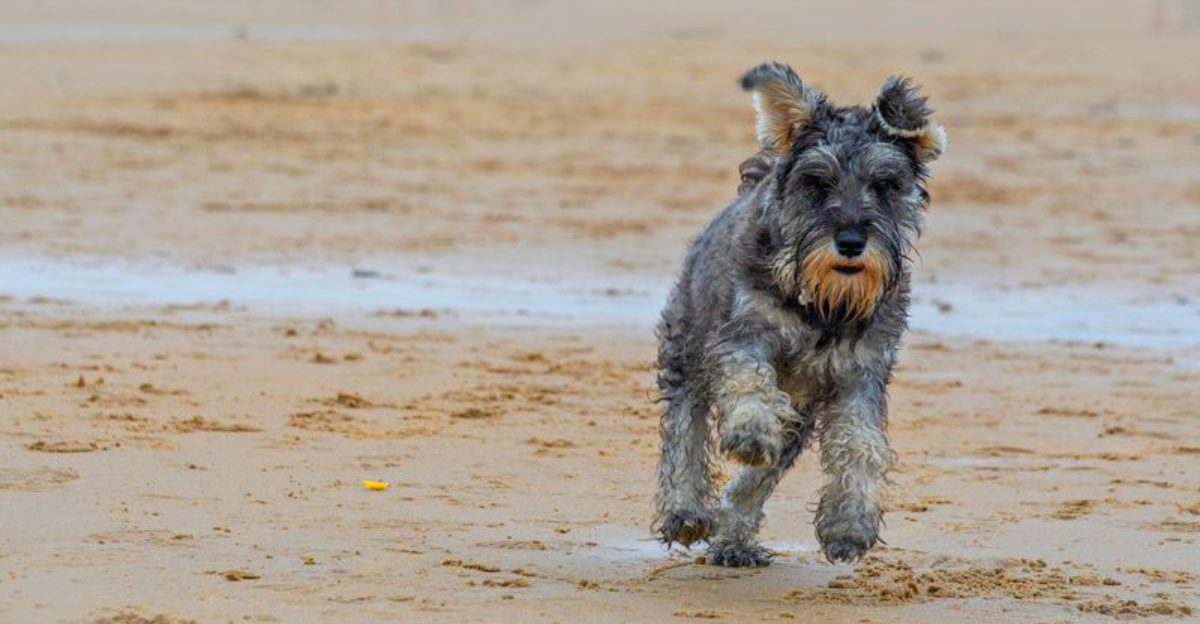 These 13 dog breeds often thrive when life follows a familiar rhythm 1 featured image 69196994ccd2