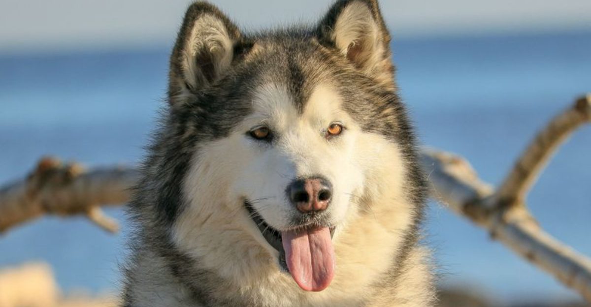 Think your dog didn't hear you? These breeds may understand perfectly and still make their own decision 1 featured image 69726124c4b9 196ffdd3f7b2