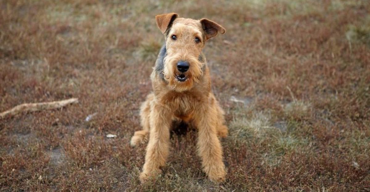 The dog your grandparents grew up with may be cooler than the breed filling your social feed 1 featured image 69fd1bb1ca45 75648e73e0c8