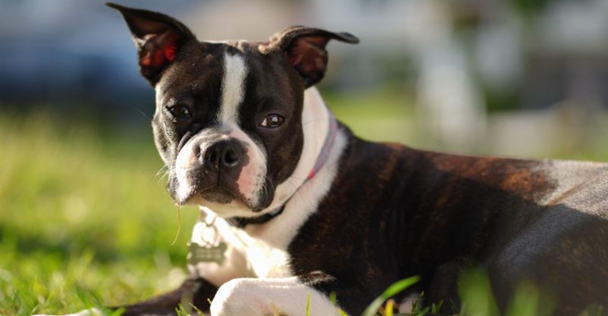 Looking for an outgoing companion? These dog breeds rarely stay strangers for long 1 featured image 73be2d0ef9cf