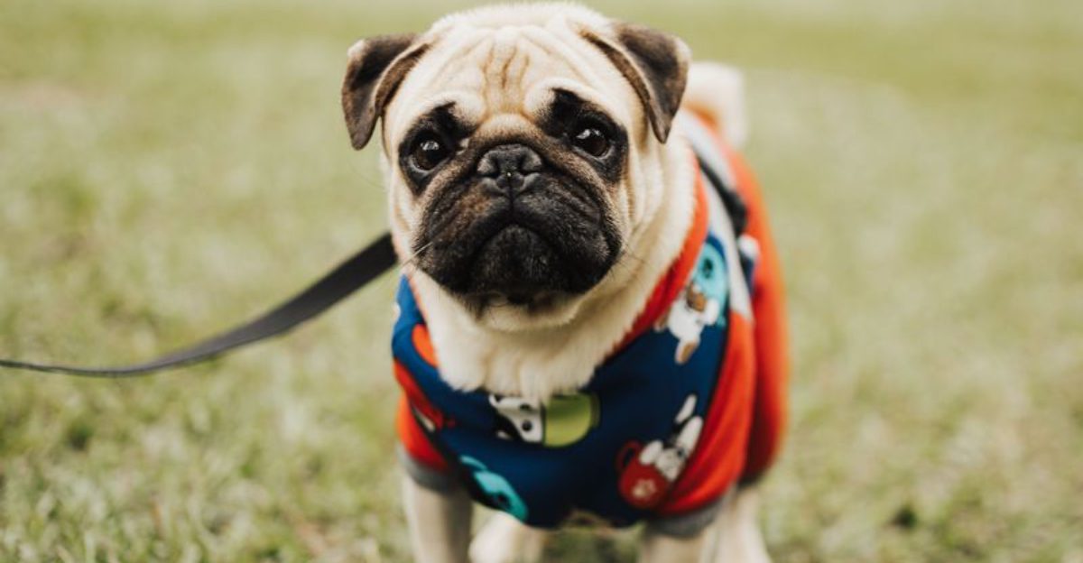 These dogs can enjoy the whole household while making their favorite human painfully obvious 1 featured image 759891ed9570 80a20ebc92e7