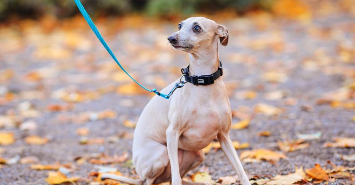 Short on space? These dog breeds may fit your home better than expected 1 featured image 77d4e89f0083 f571732ee318