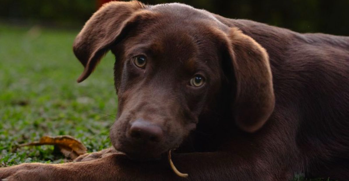These remarkably intuitive dog breeds often sense feelings people try to hide 1 featured image 7cd9a5b24f8f