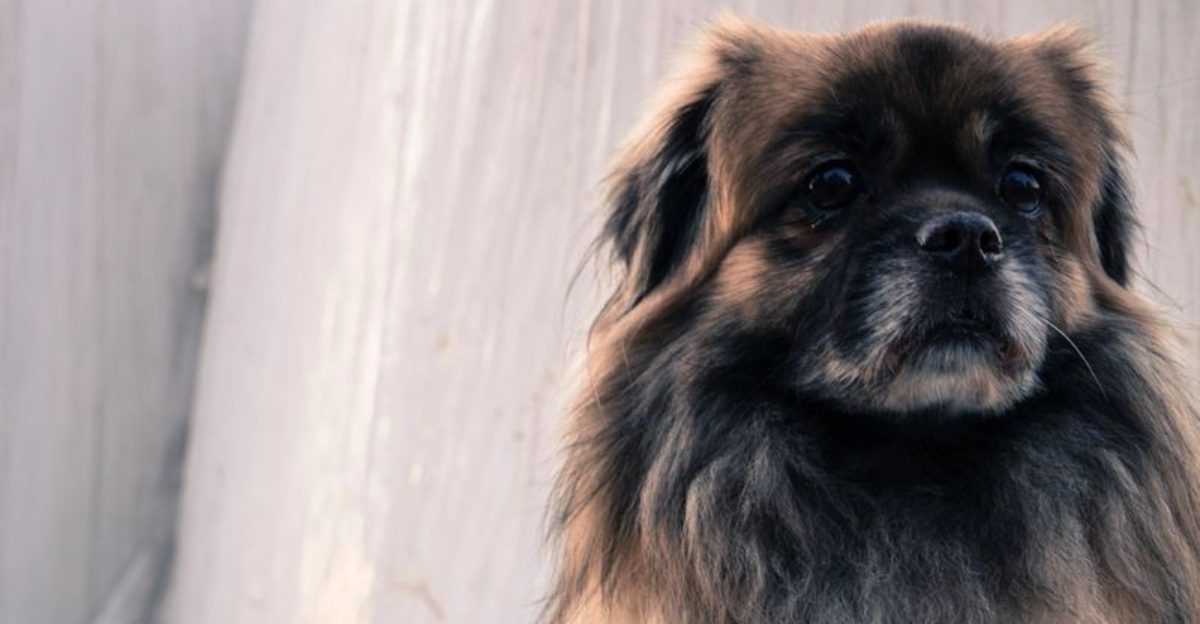 These dog breeds often return happier after a little uninterrupted quiet 1 featured image 80c2573c615e