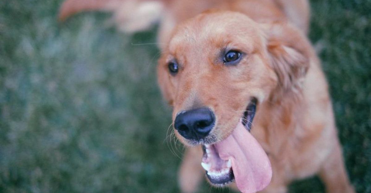 New to dog ownership? These breeds have qualities that can make the transition feel more natural 1 featured image 813770f844a4 2563be289d53