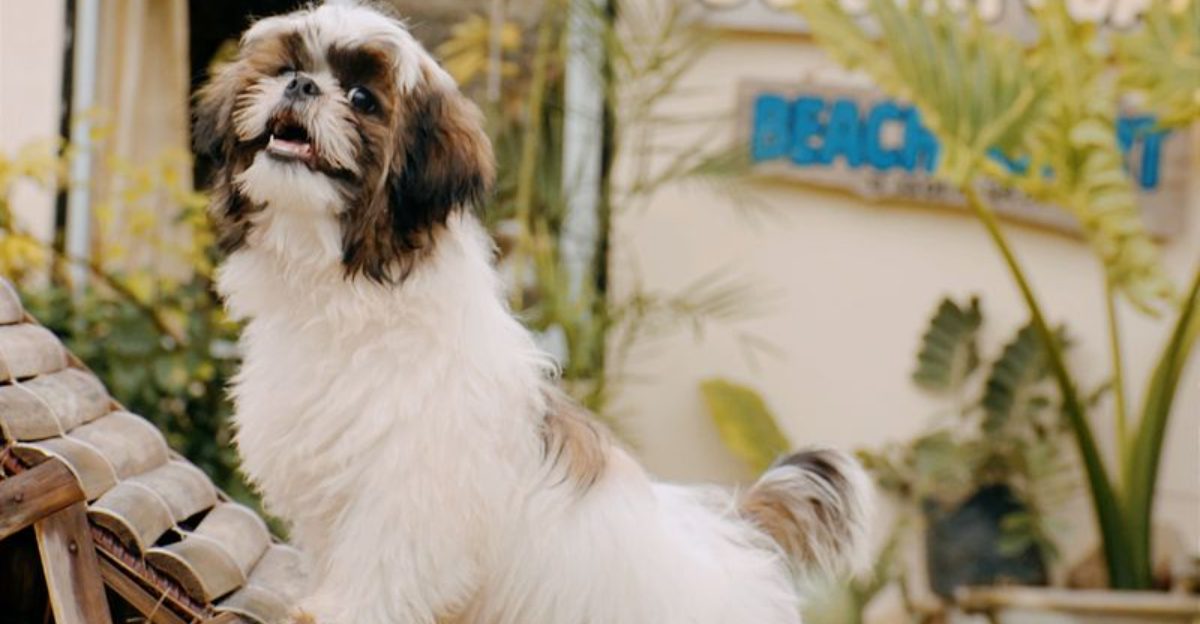Small body, enormous presence - these toy dog breeds refuse to be treated like accessories 1 featured image 83df2bfce0cd dbe521b9c2ff