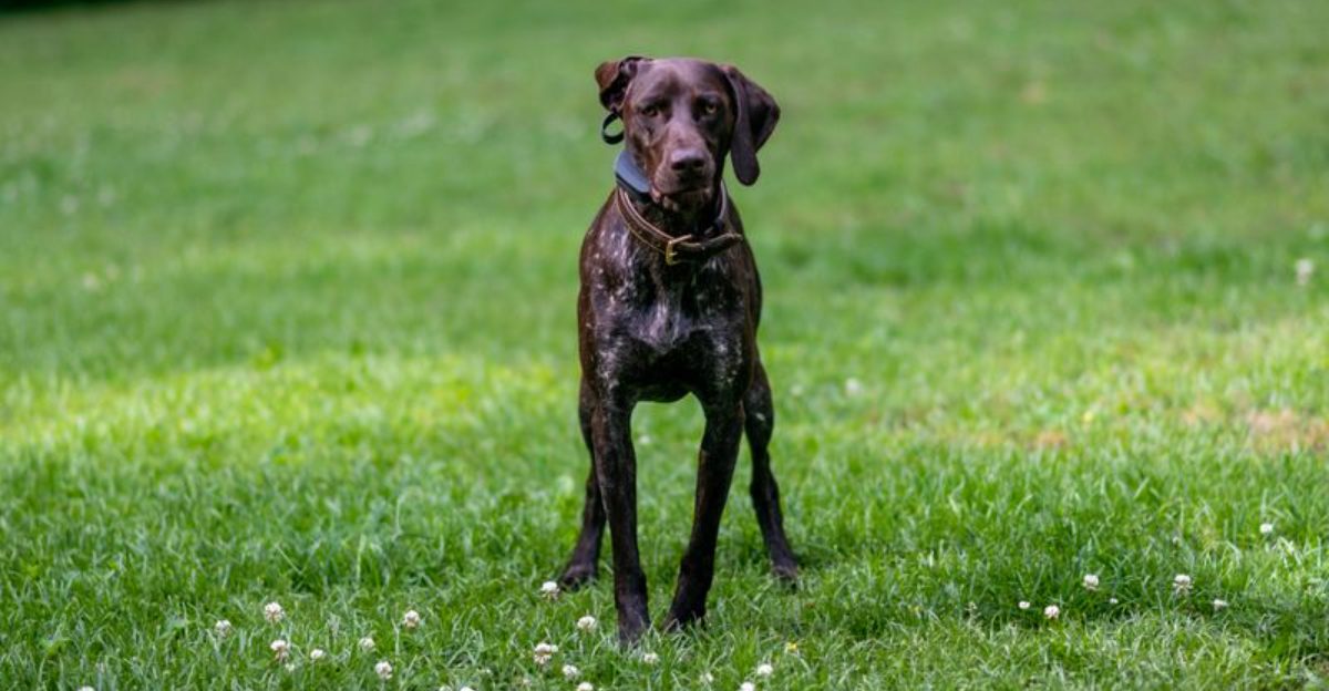 A clear routine often unlocks the very best these dog breeds have to offer 1 featured image 8440caf6daa9