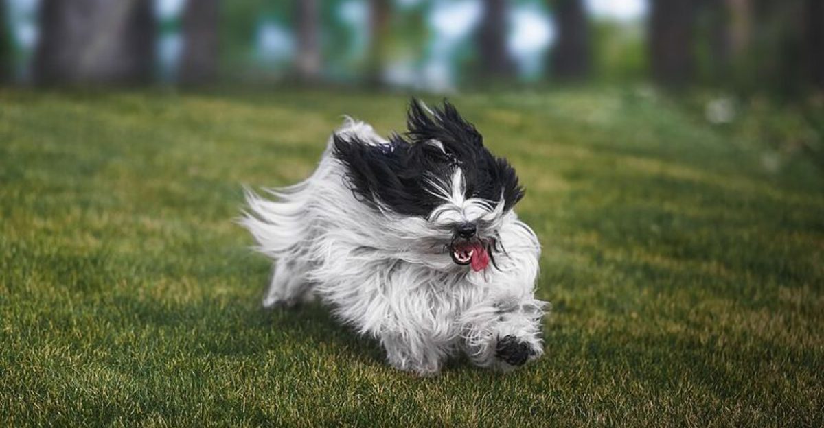 Give these dog breeds time - their most affectionate chapter may begin years after you bring them home 1 featured image 8692769347a0 525a96f601d7