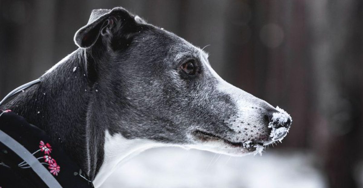 Looking for a confident companion that doesn't need endless space? These breeds deliver 1 featured image 8ecd649f6217