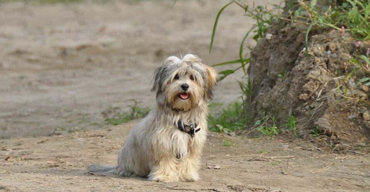 Some dog breeds seem to comfort people naturally without being taught 1 featured image 90eff999f287 4bb2b7ef7059