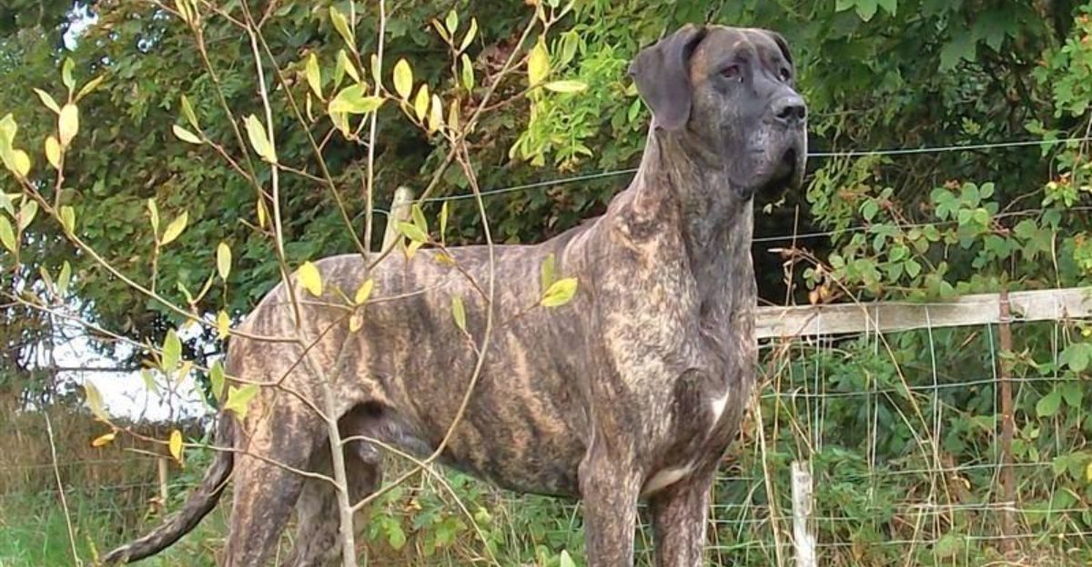 A level-headed personality is one of the greatest strengths these dog breeds share 1 featured image 93149b2e2bfa