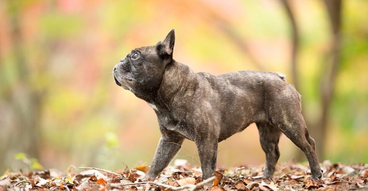 Forget judging house dogs by size - the breeds that settle best indoors may surprise you 1 featured image 9778d2e7afb3 82f0dcd9eed1