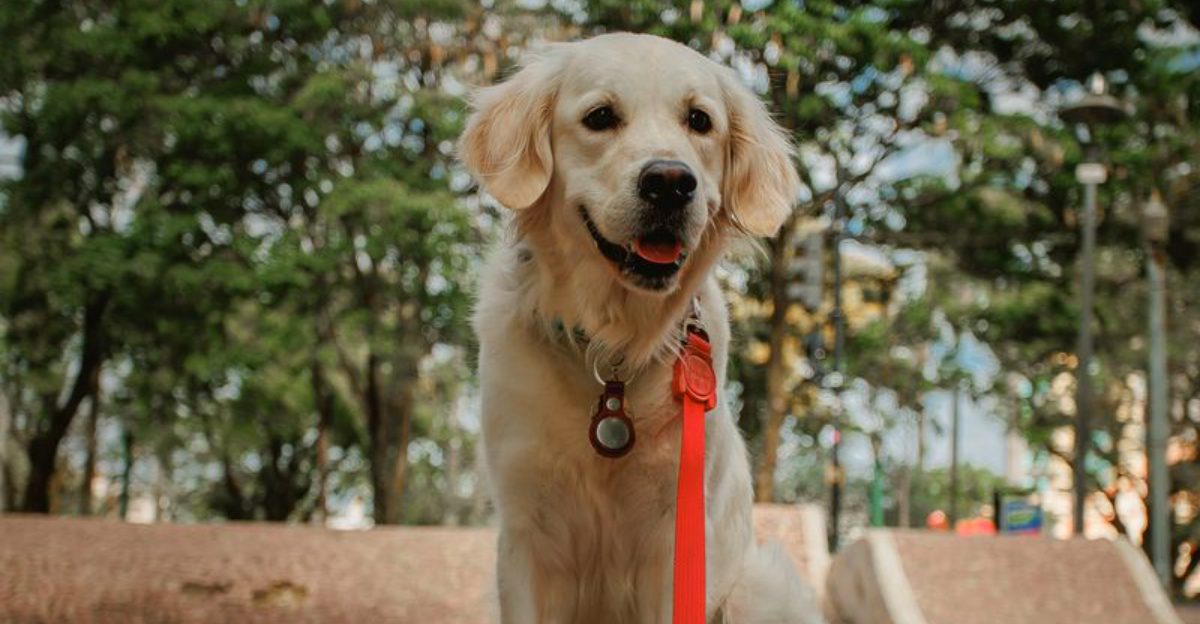 Your children may remember their first dog forever - These gentle breeds can make that bond something special 1 featured image 9e599df03efe dae2f1a4b713
