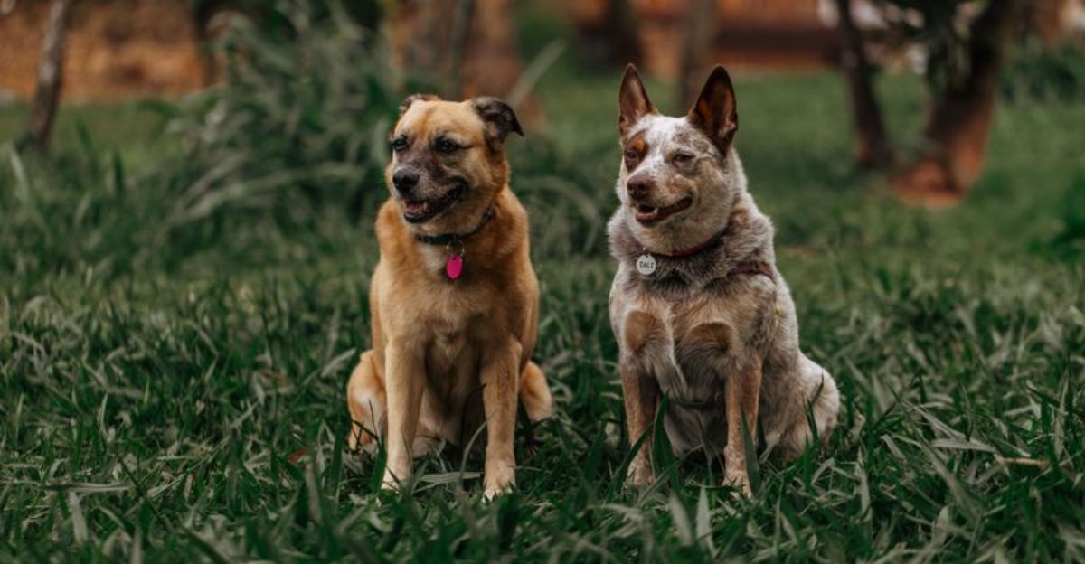 Give these dog breeds room, purpose, and outdoor work - then watch their instincts come alive 1 featured image 9fe45f174be5 968f28ffc4e5