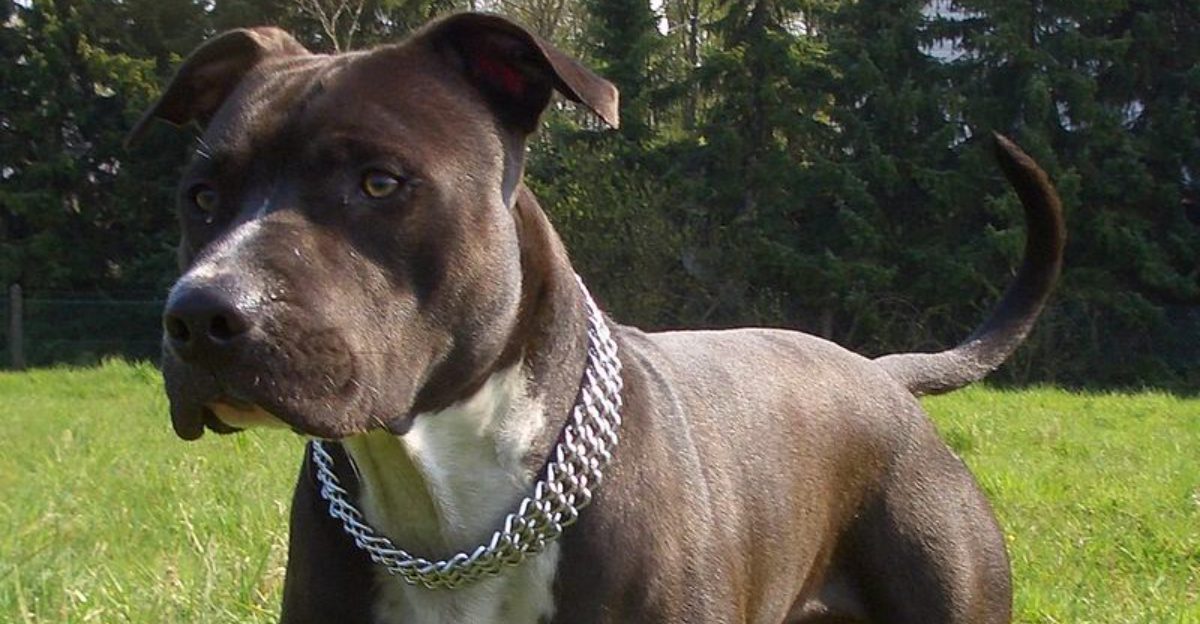 The dog everyone scrolls past could be exactly the companion they've been searching for 1 featured image a2fe28f28064 139a67ad24a9