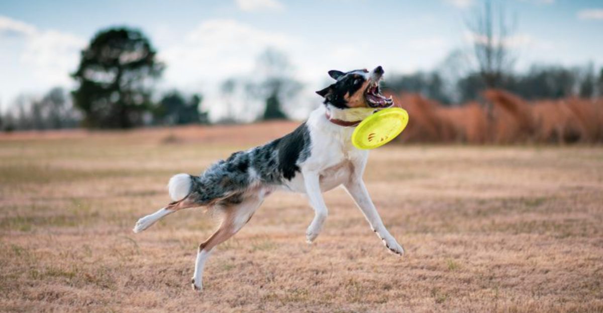 If your schedule changes often, these dog breeds deserve a little extra understanding 1 featured image a7cd73242637