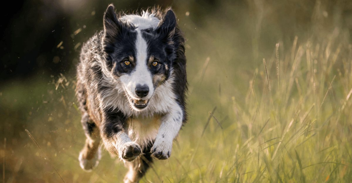 Loving these 13 dog breeds is easy - keeping up with everything they require can be the real test 1 featured image a7d61b5ee774 e3e38ab505df